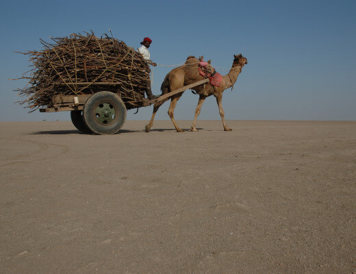 Camel_cart_in_Rann_of_Kutch